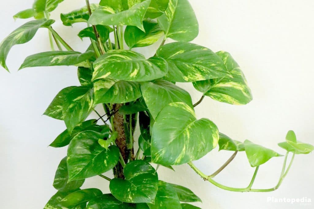 Pet Friendly Plants To Keep Indoors